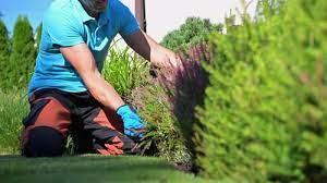 Garden Maintenance